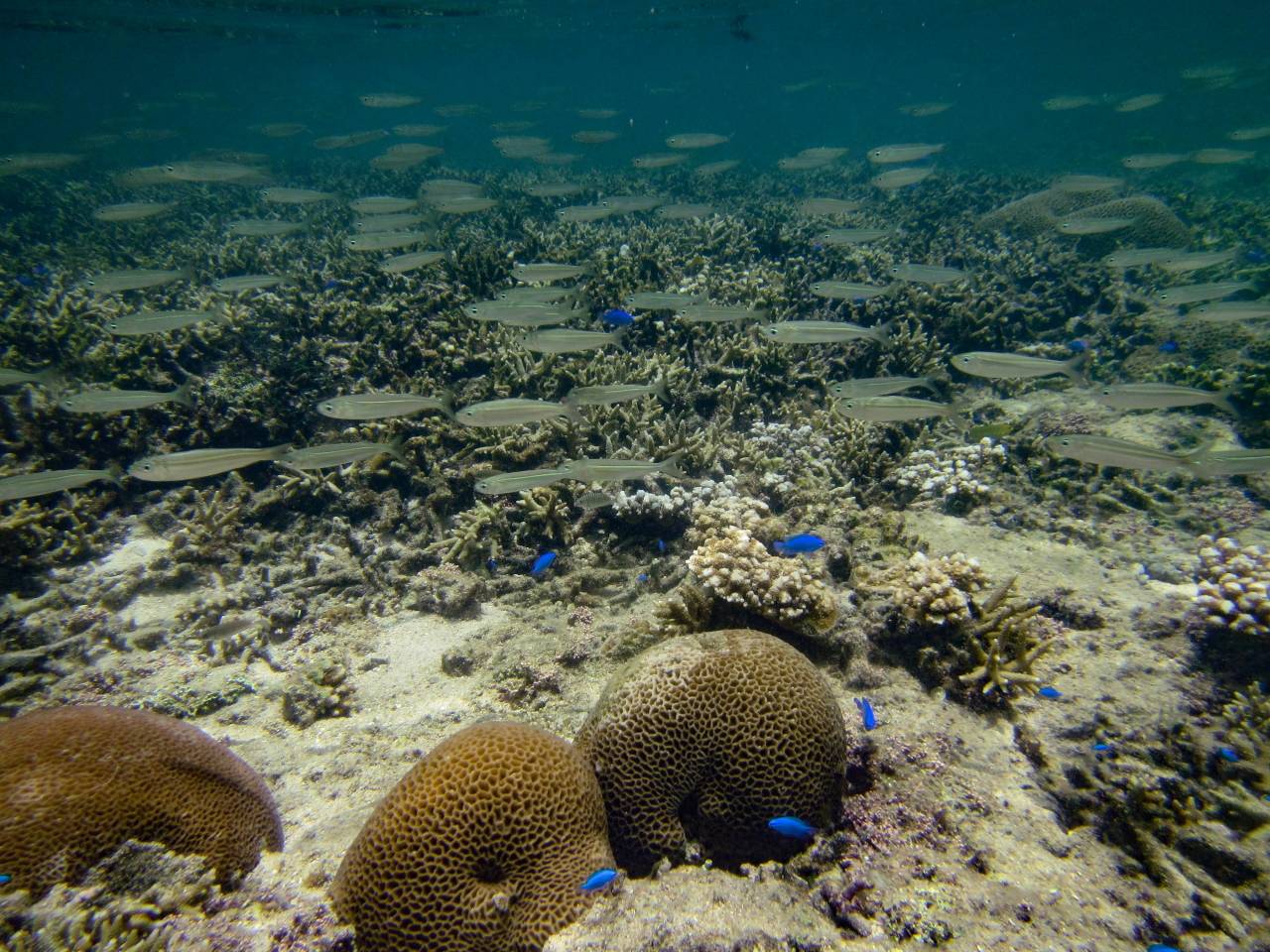 Iriomote Yonaguni Okinawa Korallen Riff Schnorcheln Tauchen Fische Urlaub