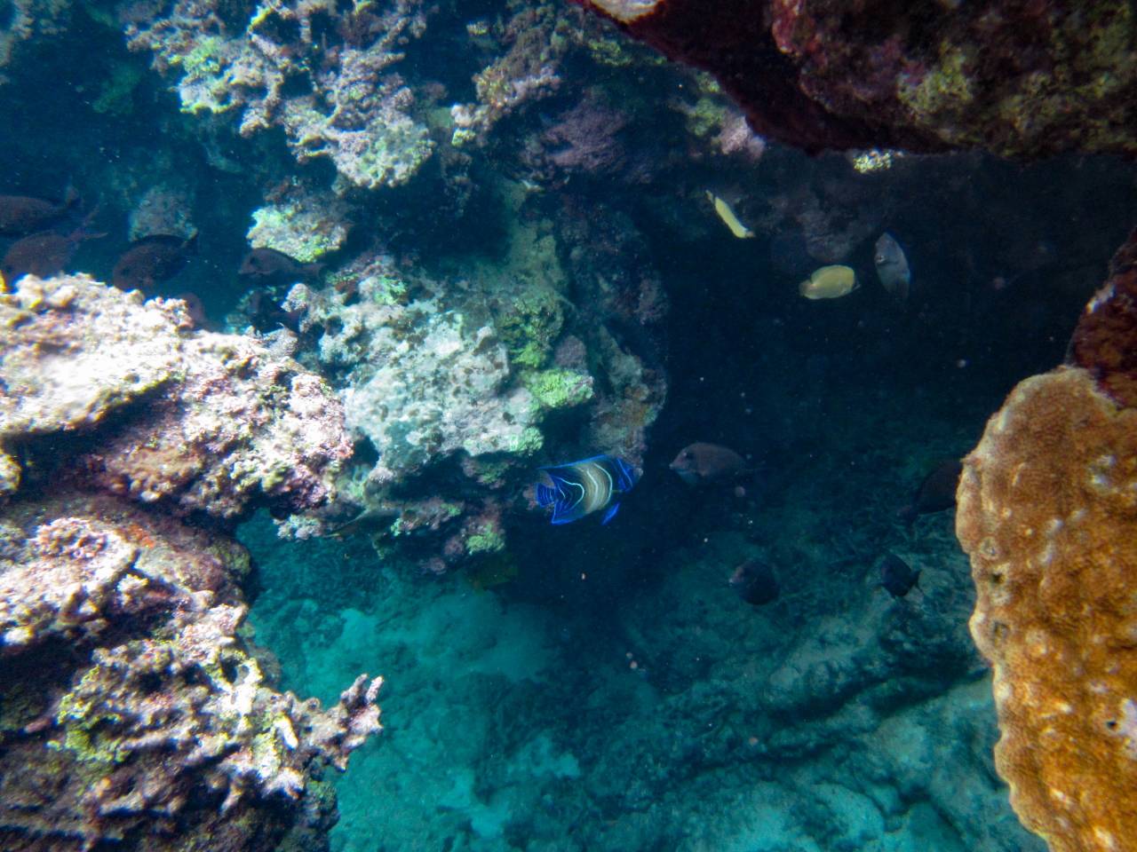 Iriomote Yonaguni Okinawa Korallen Riff Schnorcheln Tauchen Fische Urlaub