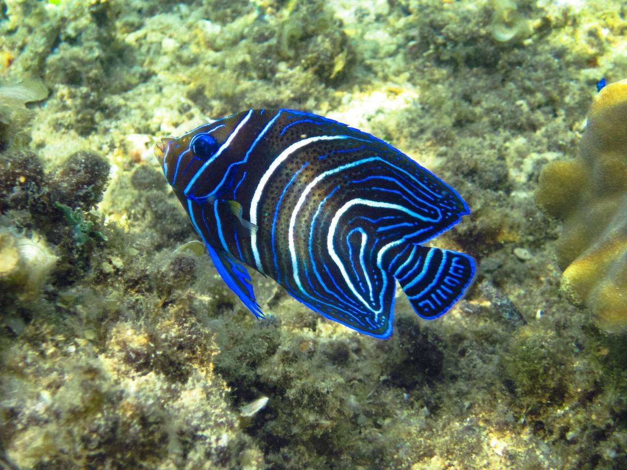 Iriomote Yonaguni Okinawa Korallen Riff Schnorcheln Tauchen Fische Urlaub