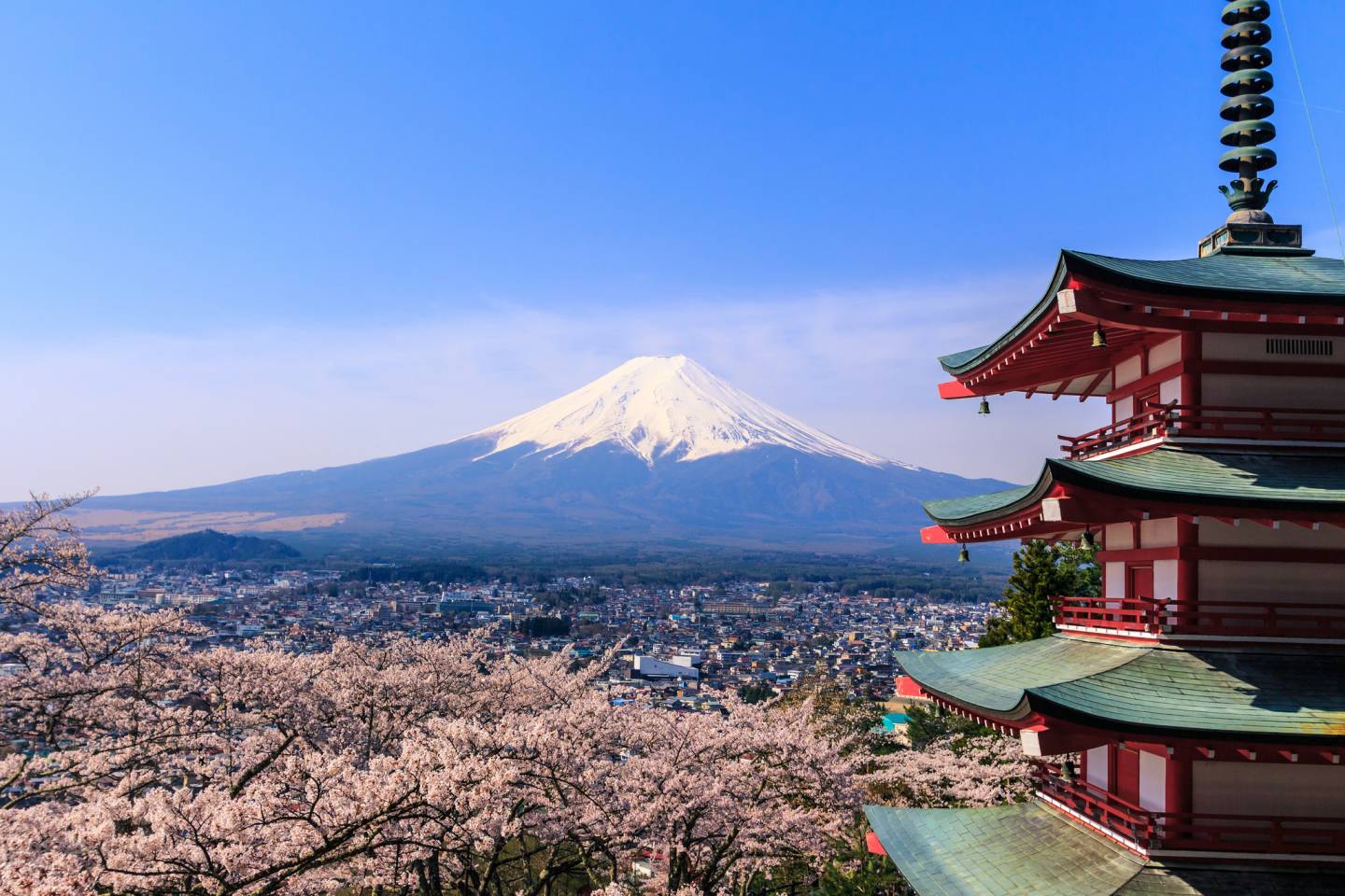 Schneebedeckter Fuji zur Kirschblüte, mit dem Sengen-Schrein im Vordergrund