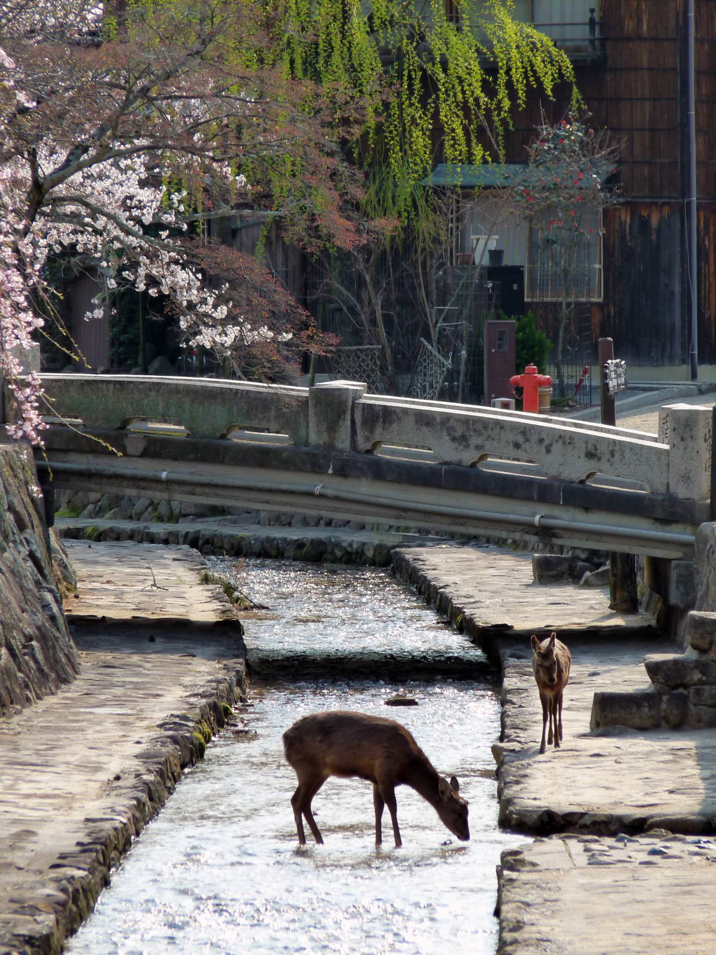 Rehe miyajima