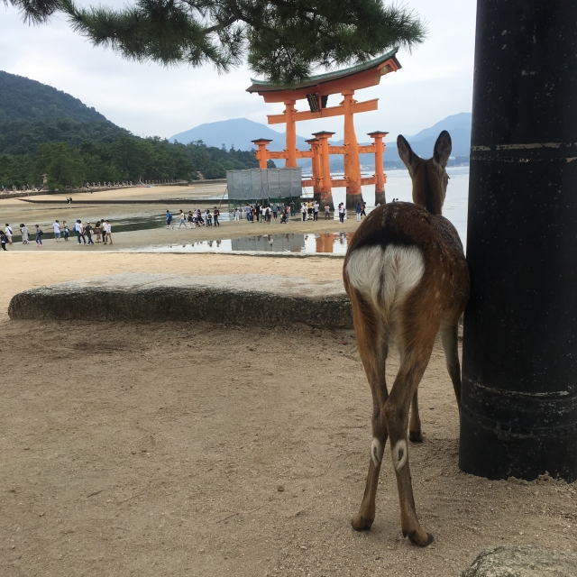 itsukushima torii