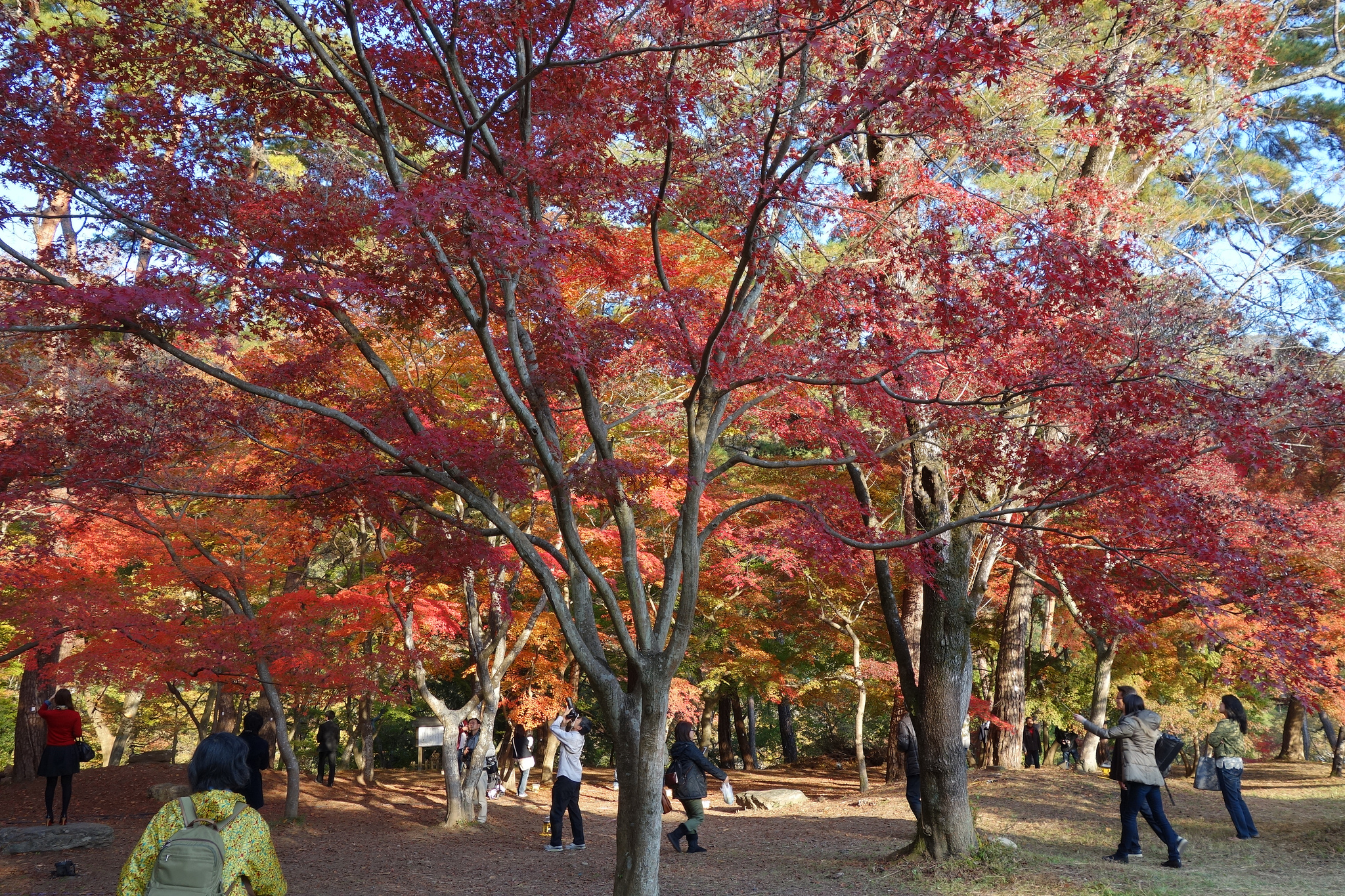 Tsukinoishimomiji koen