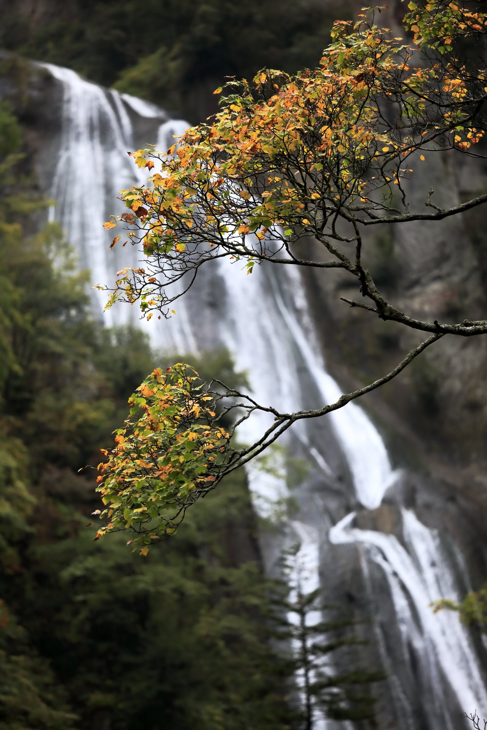 Hokkaido hagoromonotaki