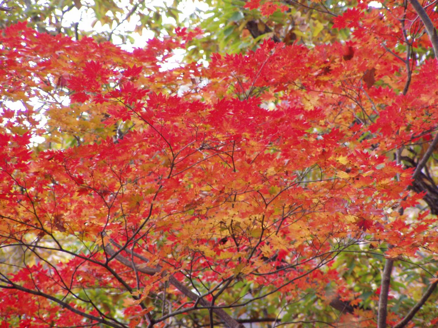 herbst japan