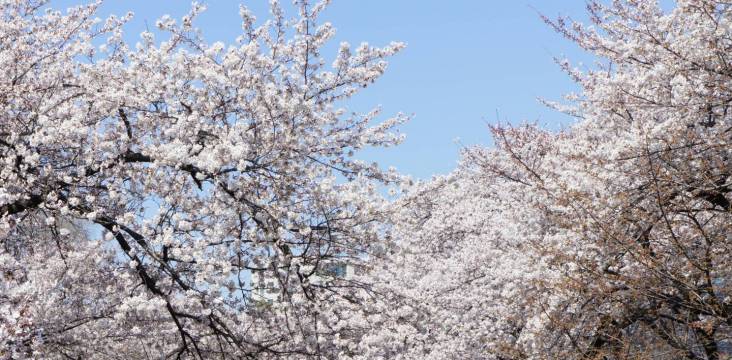 hanami 2018