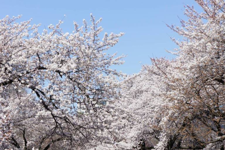 hanami 2018