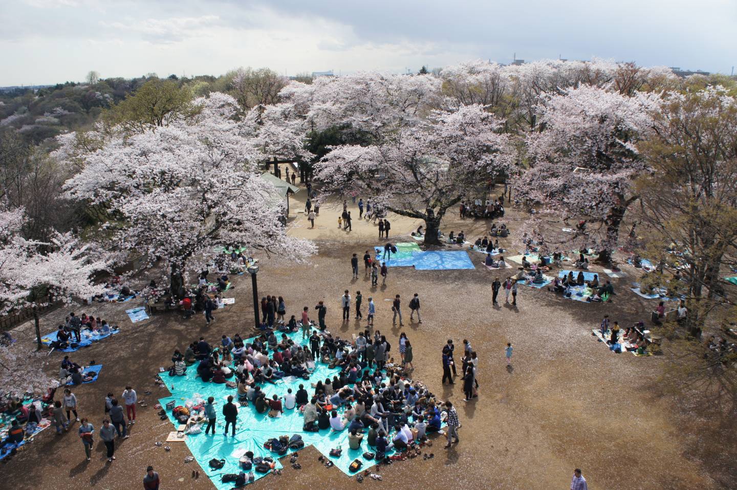 hanami 2018