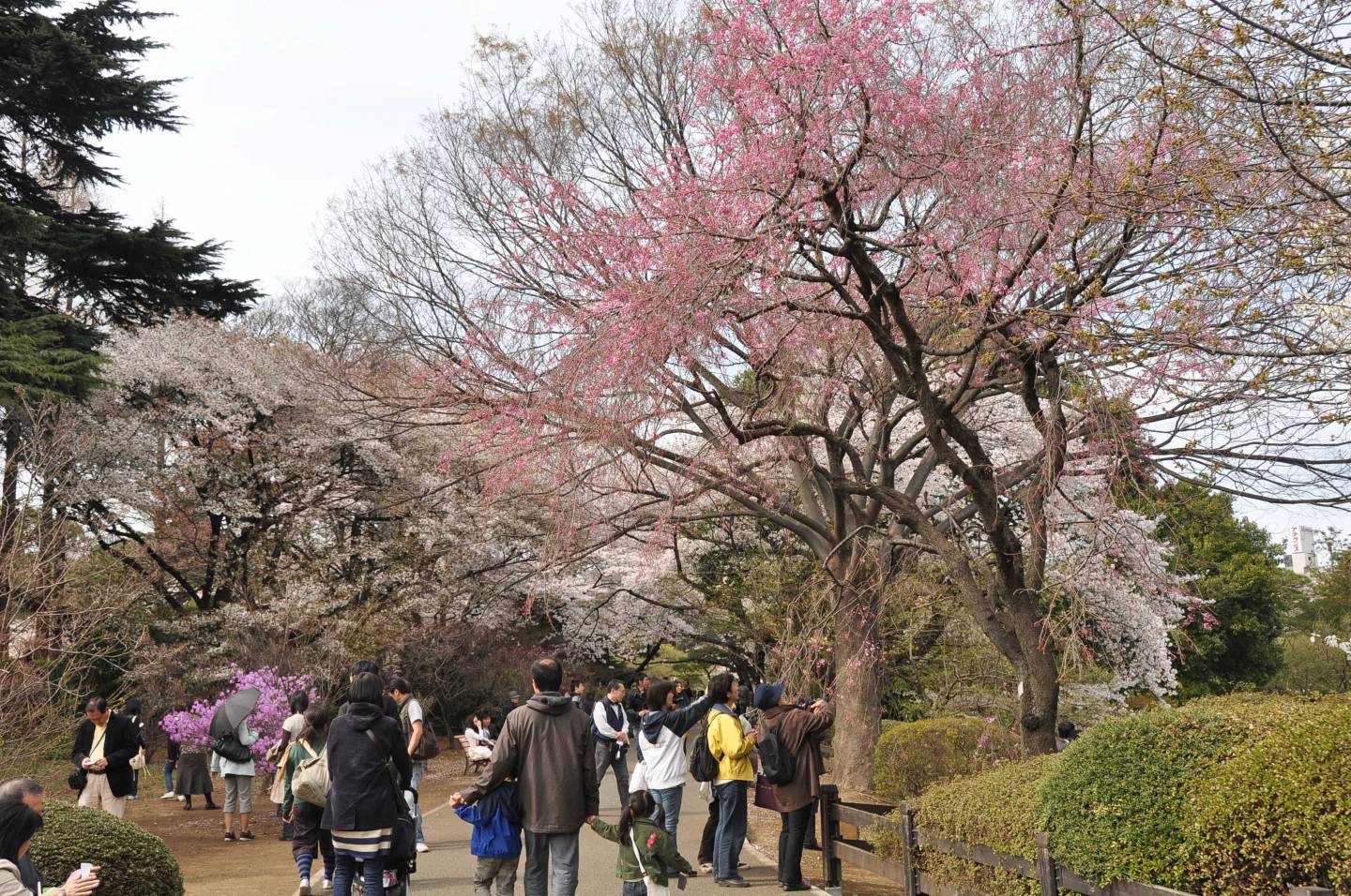 Shinjuku gyoen