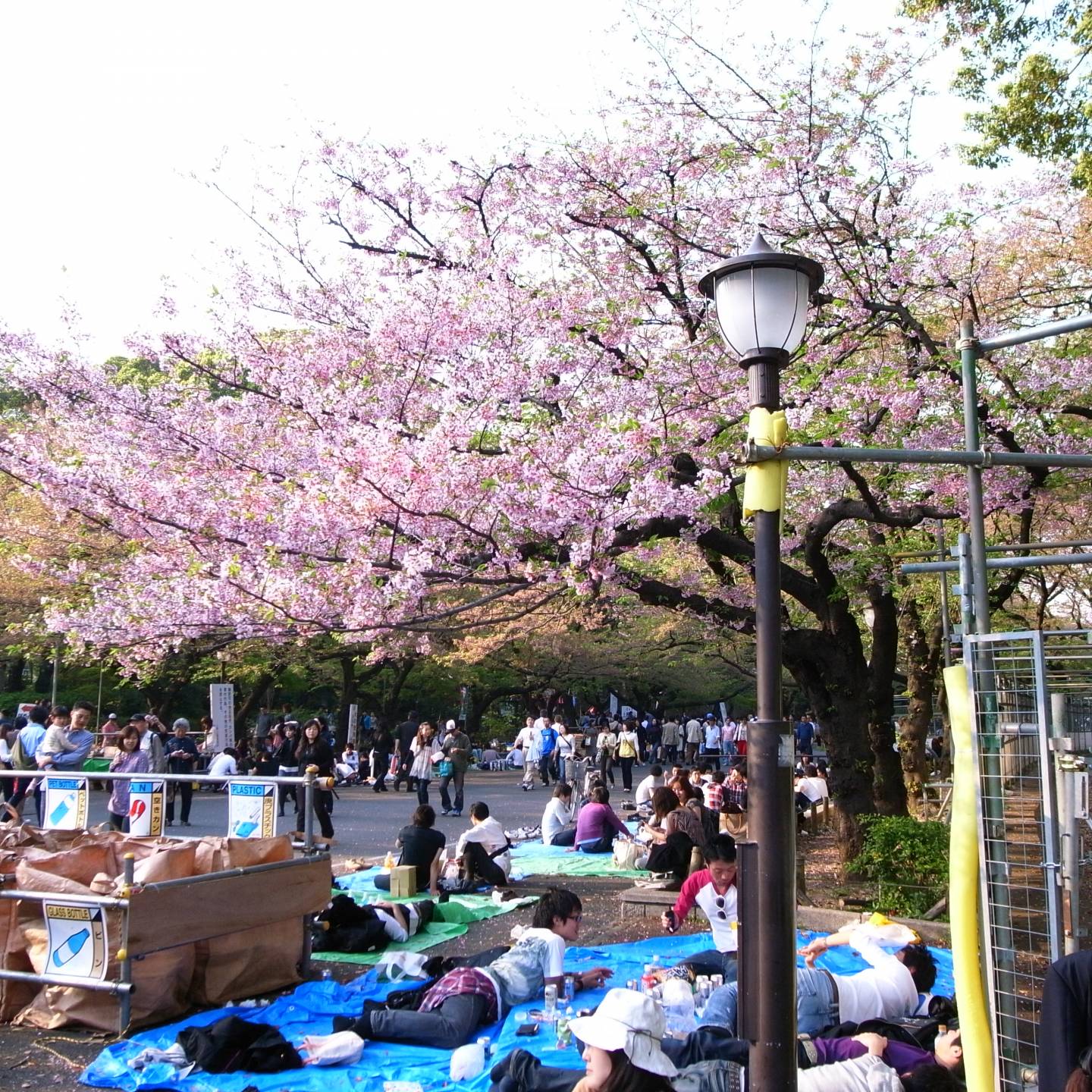 Hanami im Ueno Park