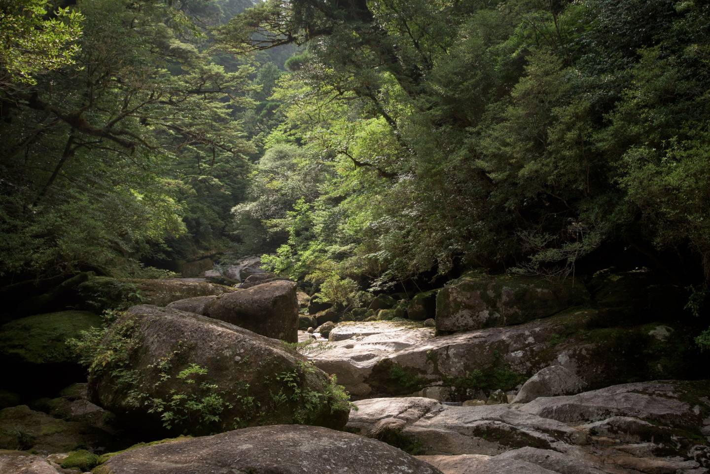 Wald auf Yakushima