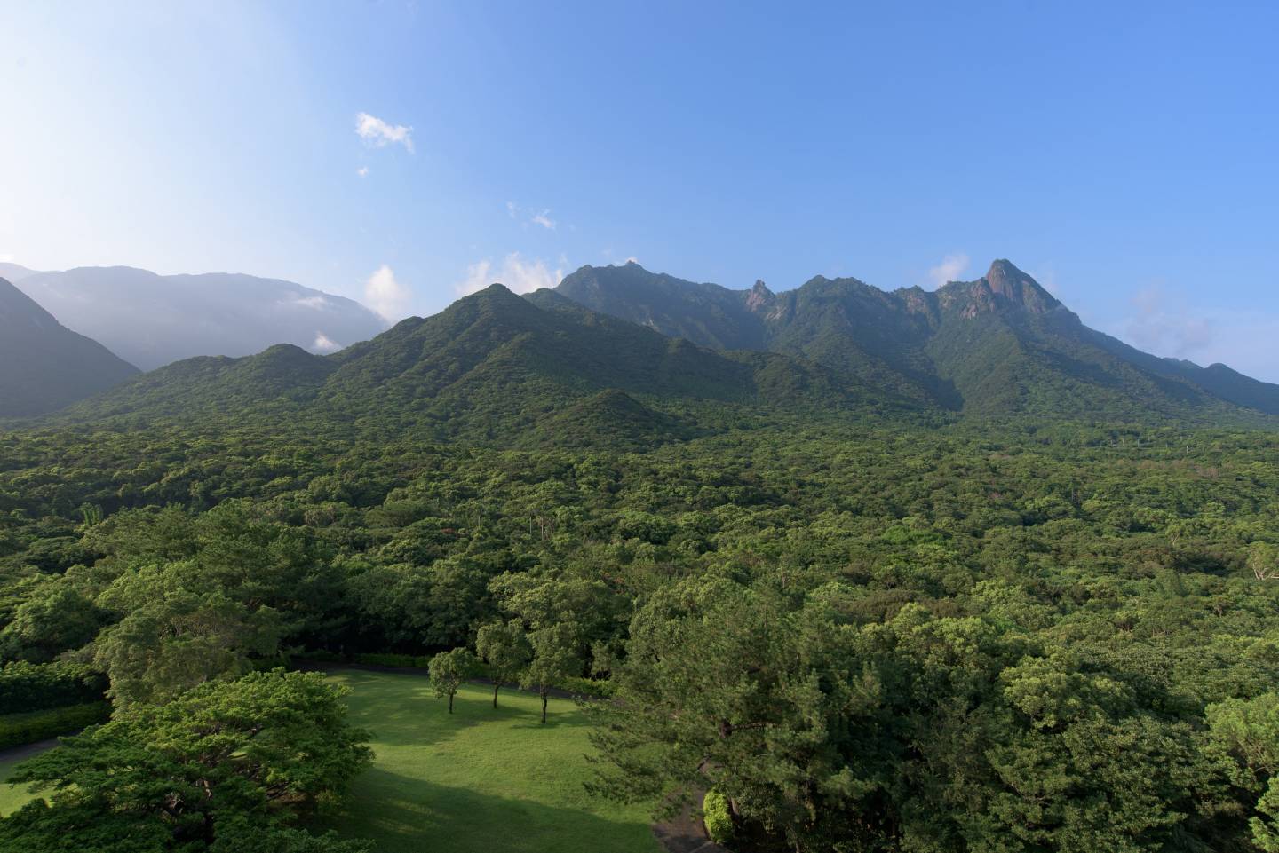 Wald auf Yakushima