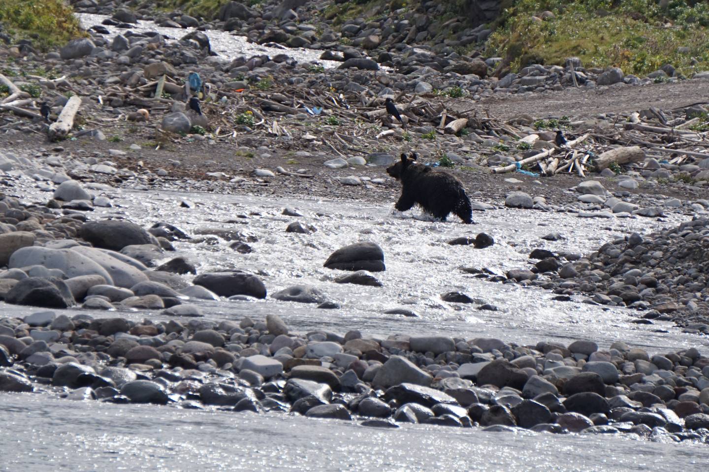 braunbär shiretoko