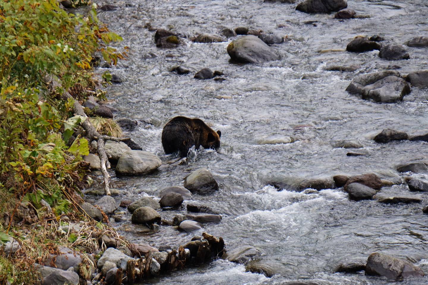 braunbär shiretoko