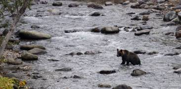 braunbär shiretoko