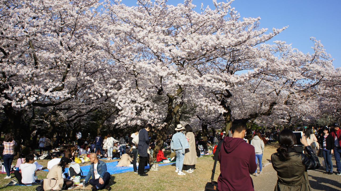 Hanami im Shinjuku Gyoen