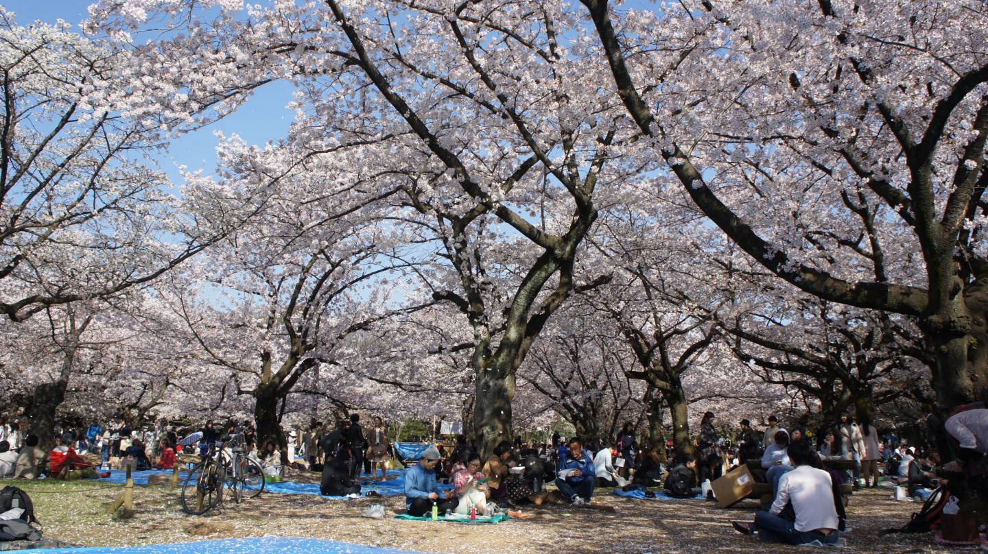 Hanami im Yoyogi Park