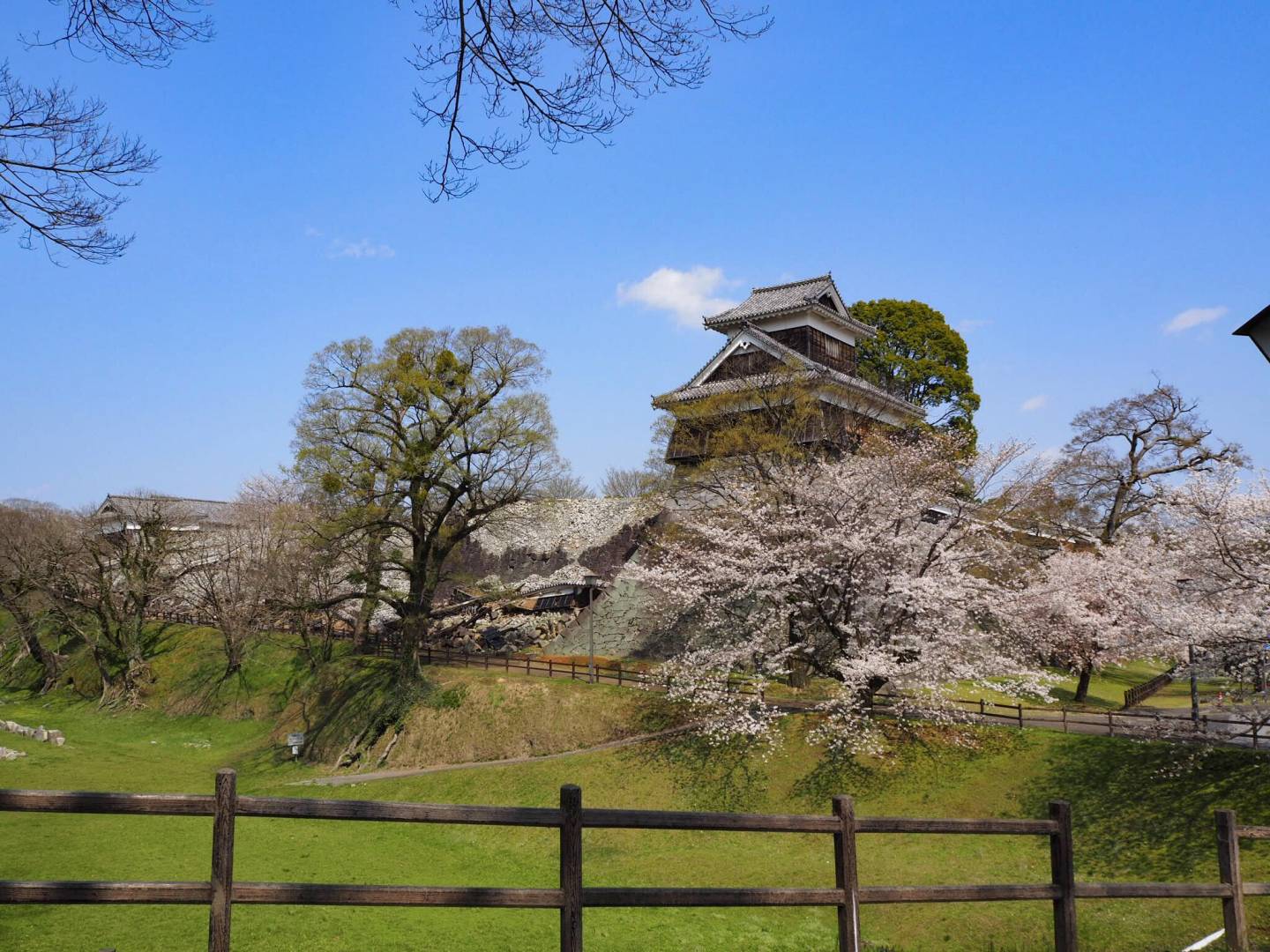 kirschblüte kumamoto