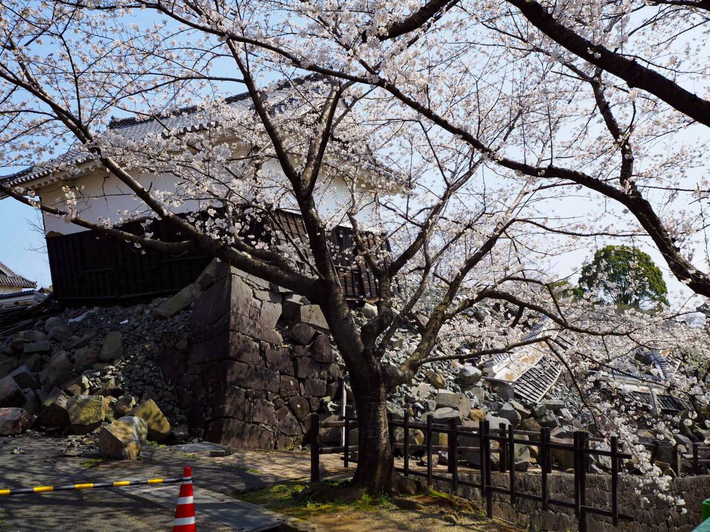 kirschblüte kumamoto