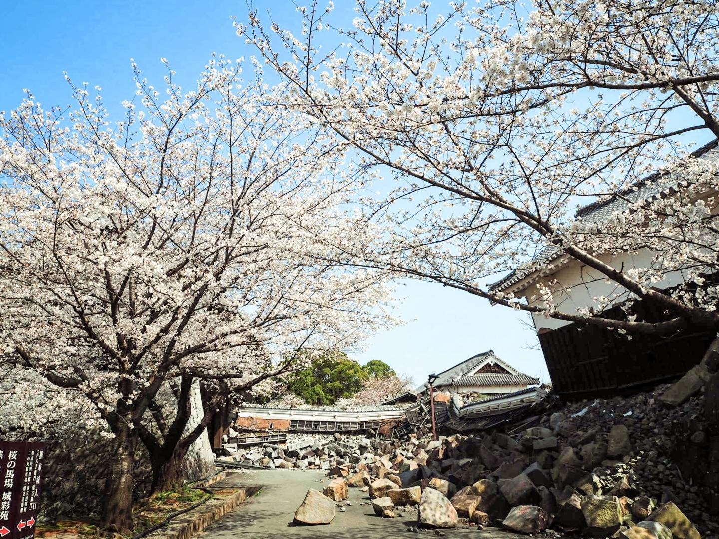 kirschblüte kumamoto
