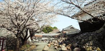kirschblüte kumamoto