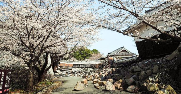 kirschblüte kumamoto