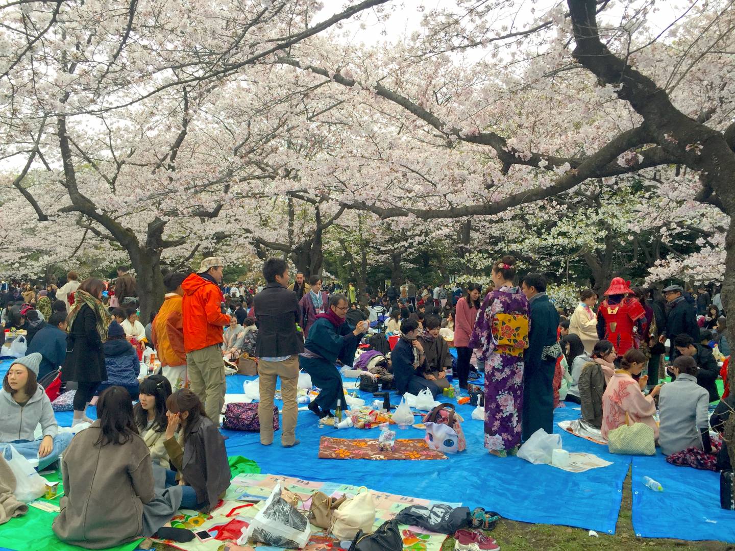 Kimono hanami