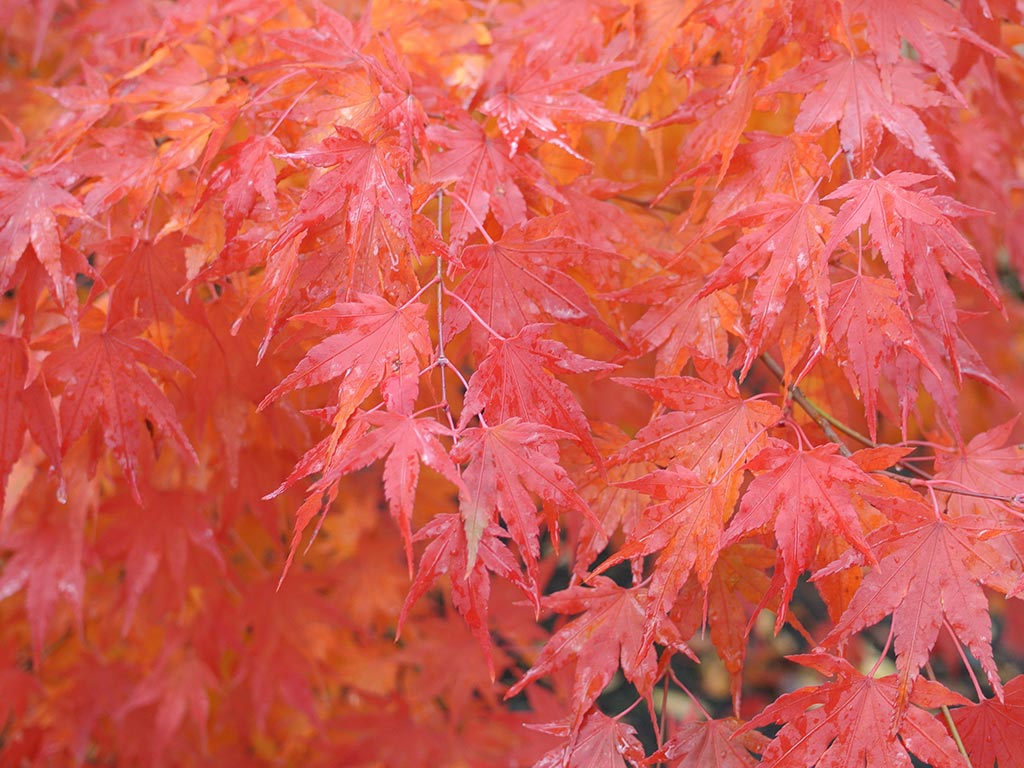 rotes Ahornlaub in Japan