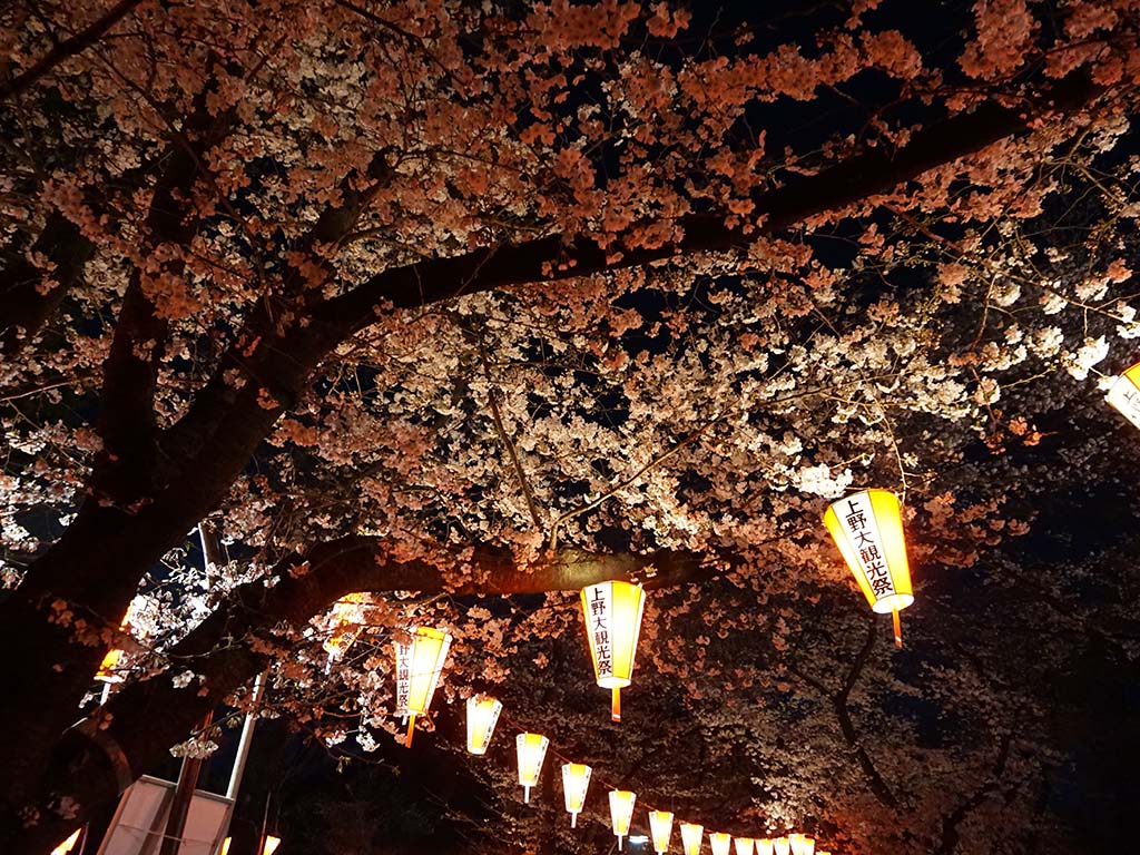 Kirschblüten in Ueno