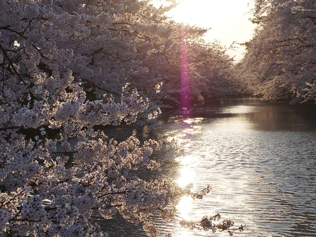 Kirschblüten vor dem Hirosaki Park