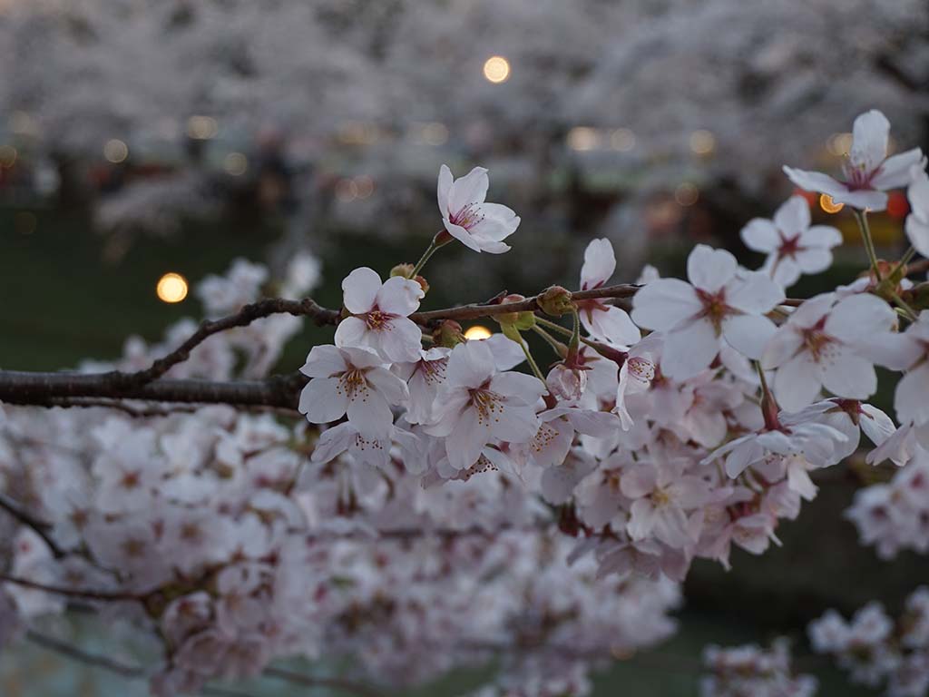 Kirschblüten im Innern des Hirosaki Parks