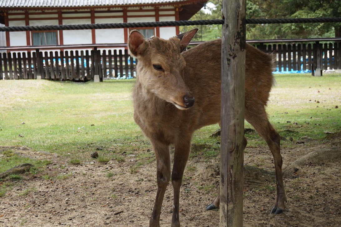 Hirsch in Nara