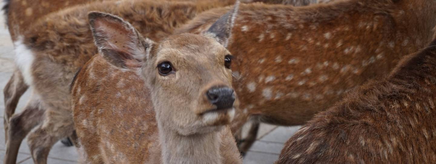 Hirsch in Nara