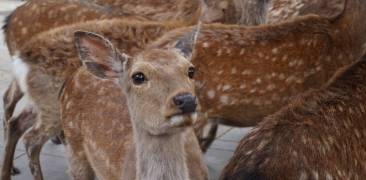 Hirsch in Nara