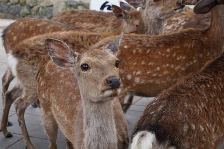 Hirsch in Nara