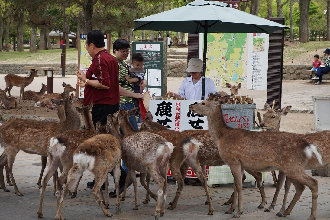 Hirschschar vor einem Keksstand in Nara