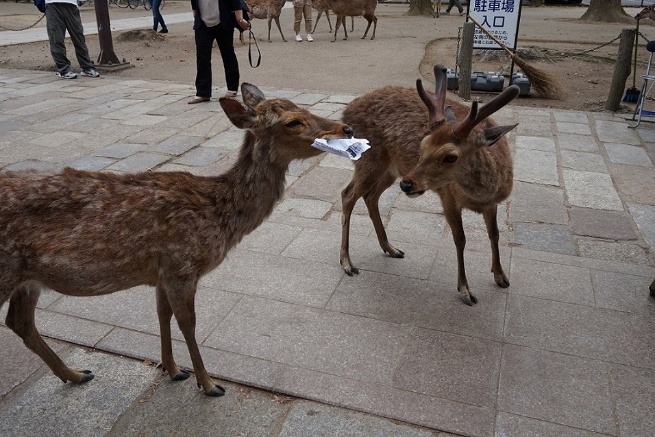 Papierfressende Hirsche in Nara