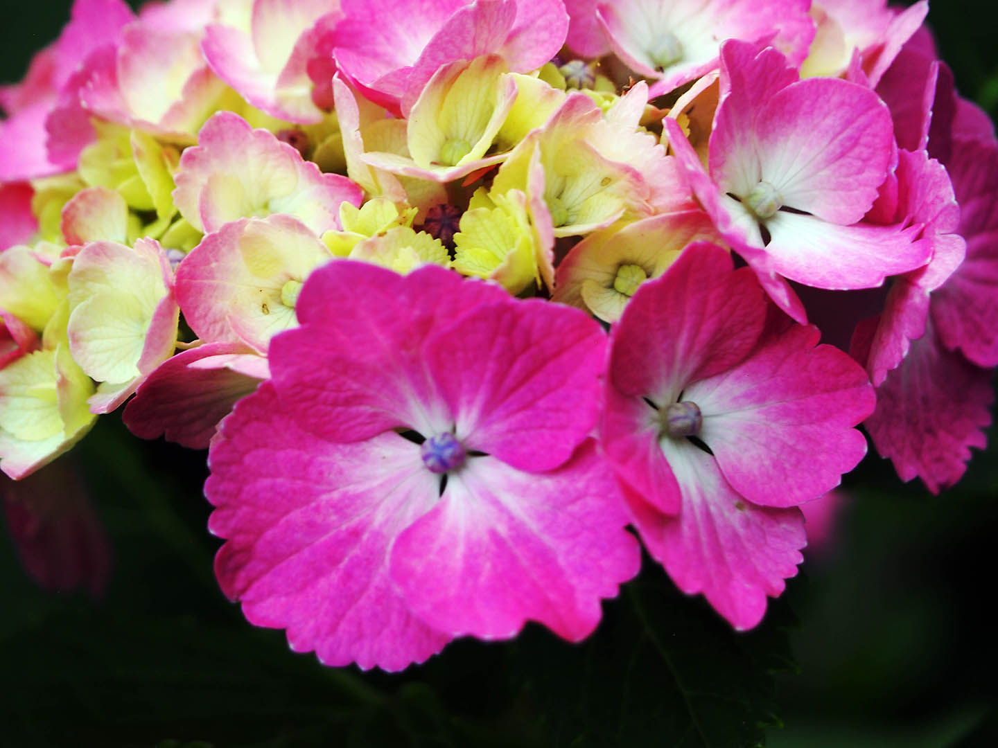 nahaufnahme pinke hortensie