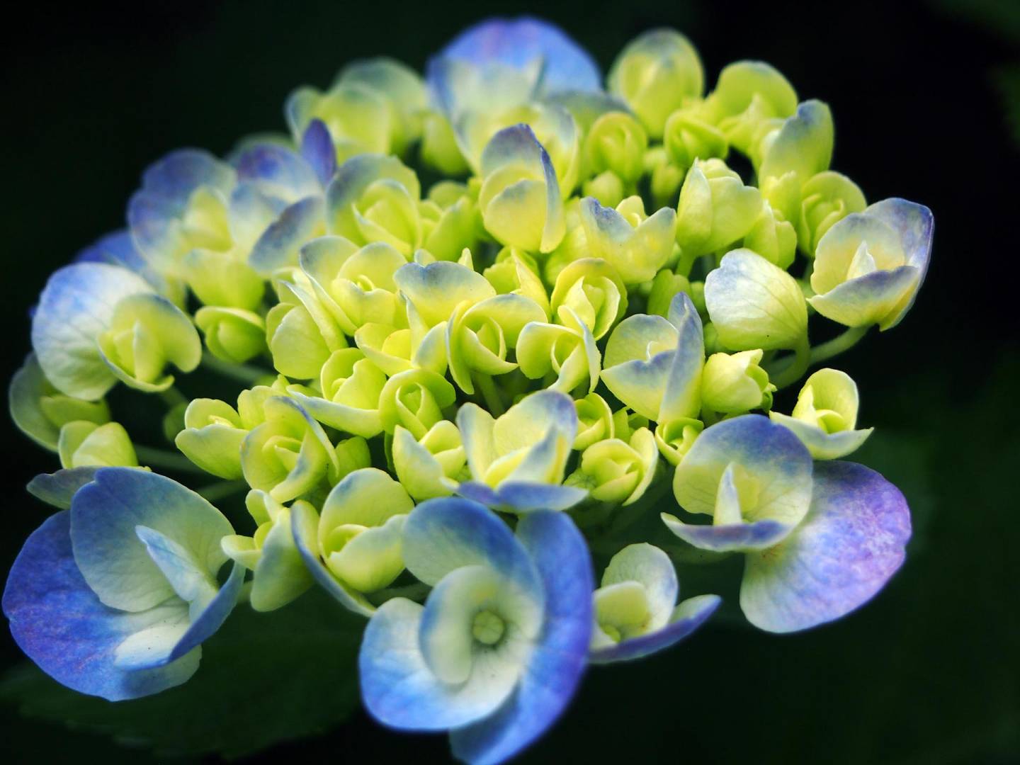 nahaufnahme hortensie