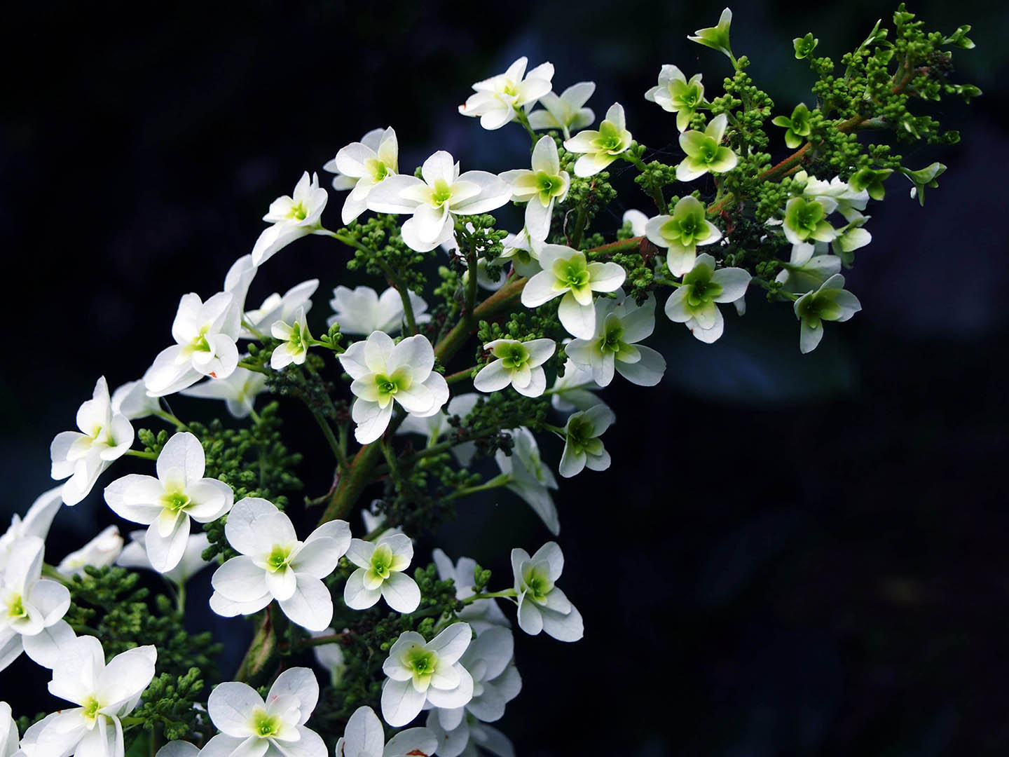 weiße hortensien