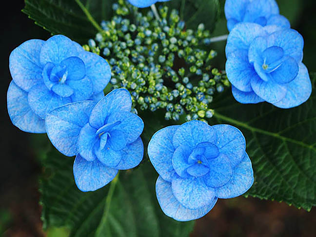 nahaufnahme blaue hortensie