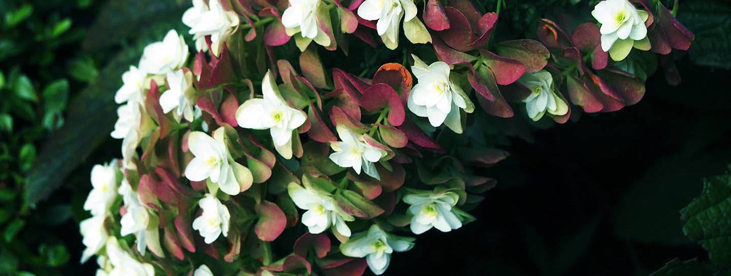 weiße hortensien mit roten blättern