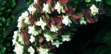 weiße hortensien mit roten blättern
