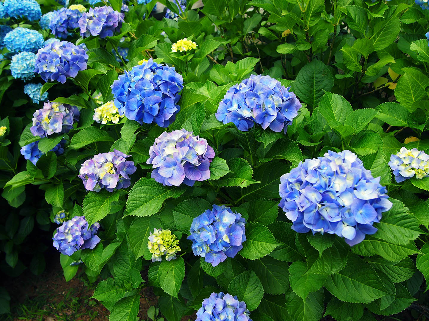 blaue hortensien