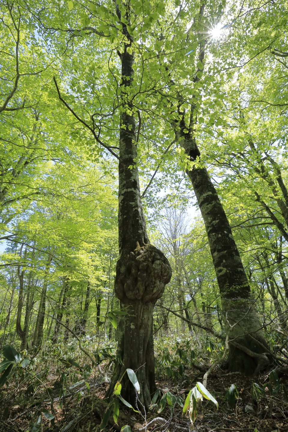 Gunma Tanbarakougen