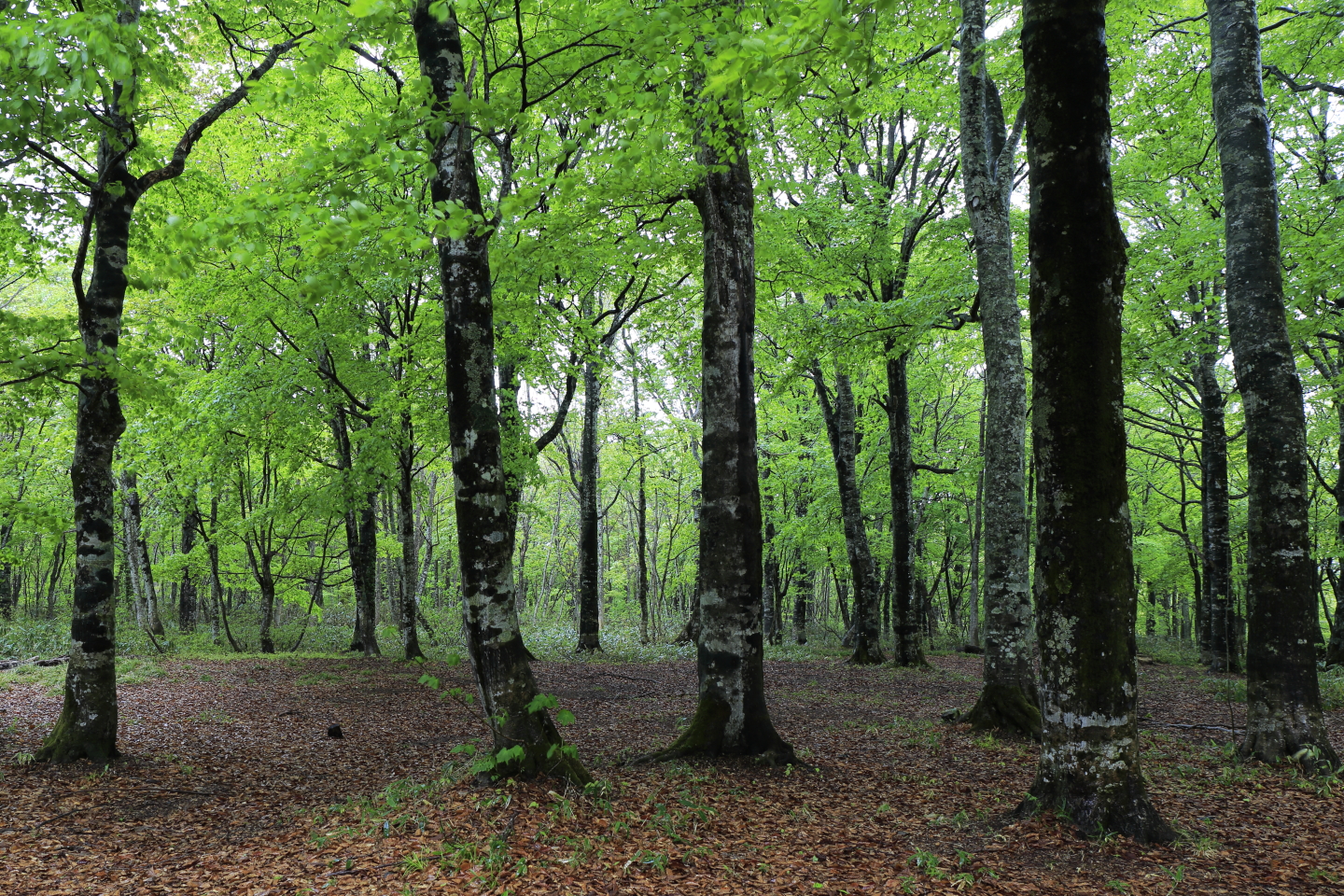 Gunma Tanbarakougen