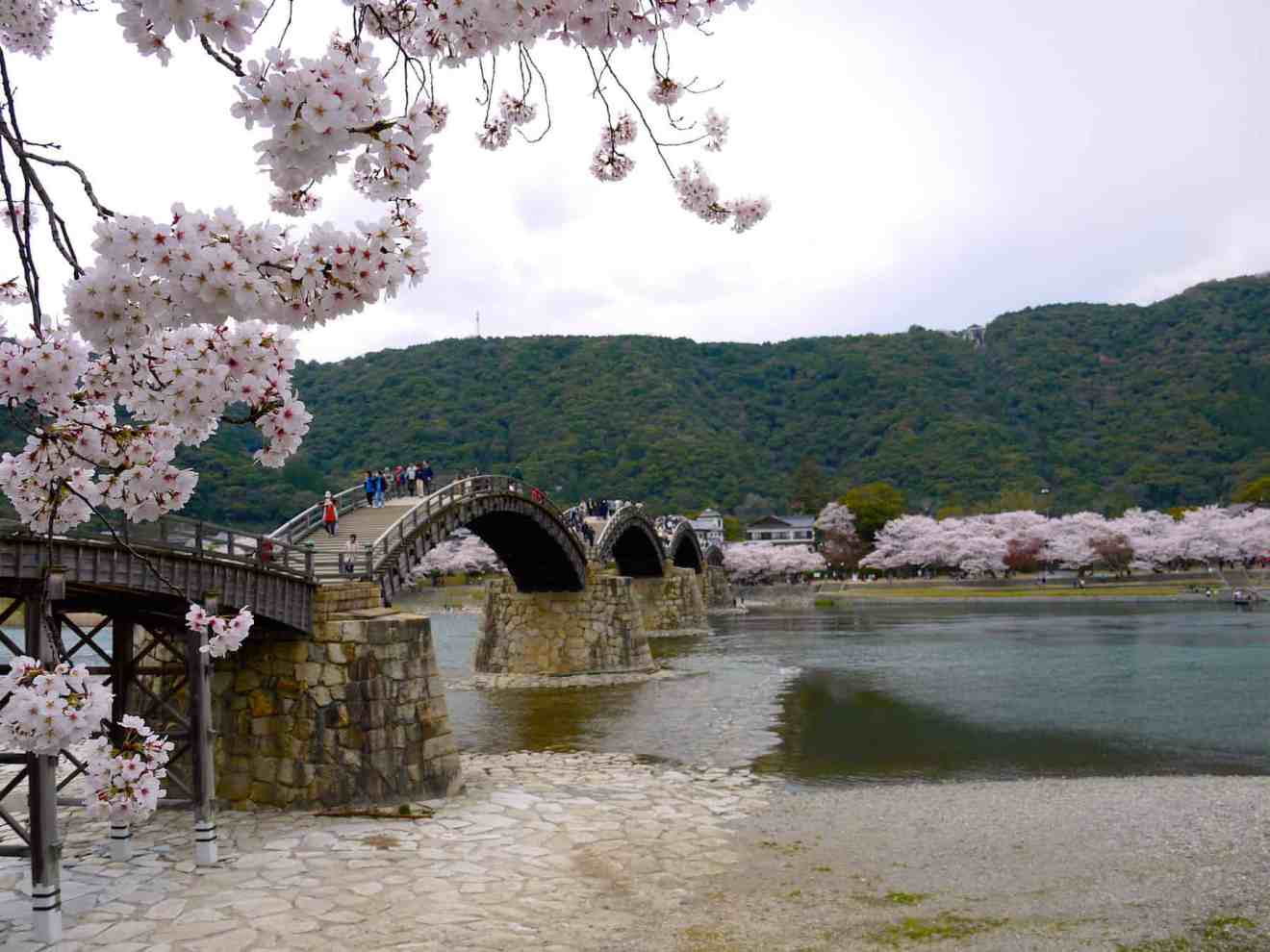 kintai brücke mit kirschblüten