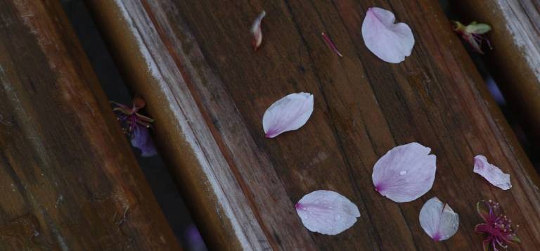 Nahaufnahme von Kirschblütenblättern auf einer Bank