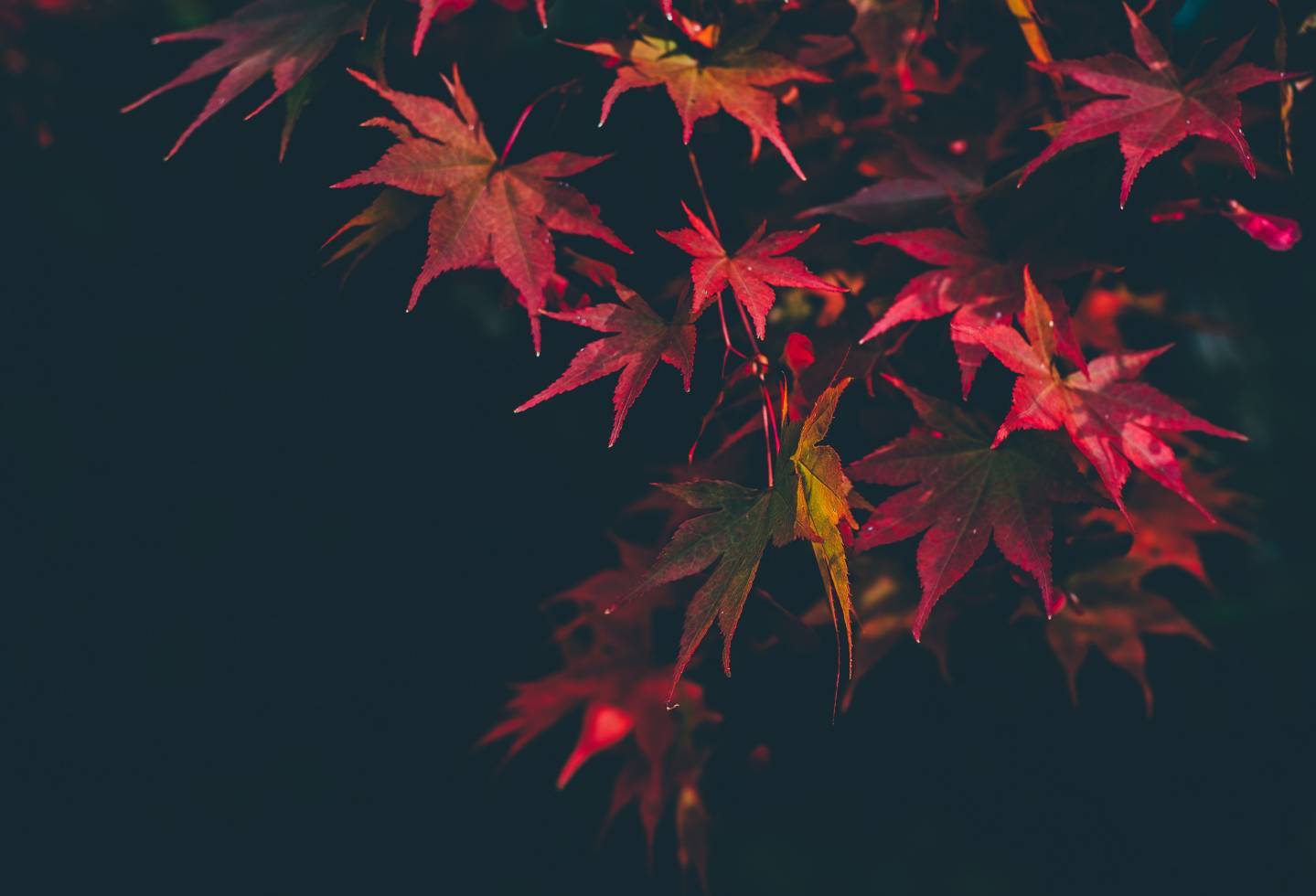 Rot gefärbtes Herbstlaub vor nächtlich-schwarzem Himmel