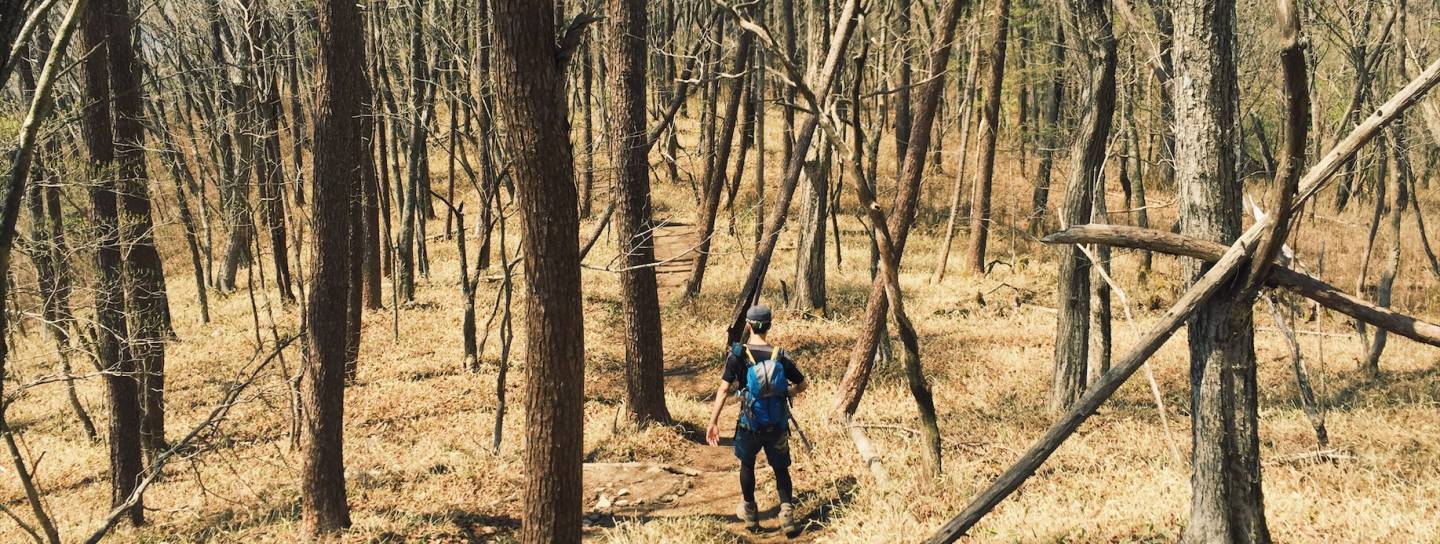 wanderer im wald in japan